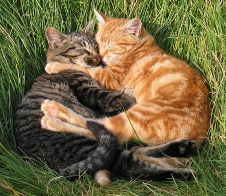 L'amour fou...